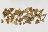 Clearance Lot: Marine Fossils From Angola, Africa - Specimens #259518-2